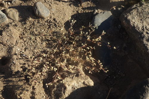 threadstem carpetweed