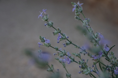 Hoggar Mountain Sage