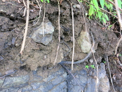Costus comosus