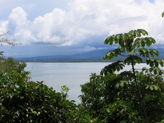 Costus comosus