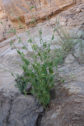 Tiny White Wild Hibiscus
