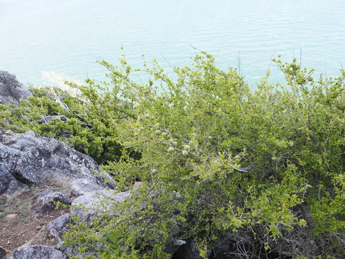 Image of Pittosporum spinescens by (c) Lucas Christofides, some rights reserved (CC BY)