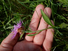 Centaurea stoebe australis