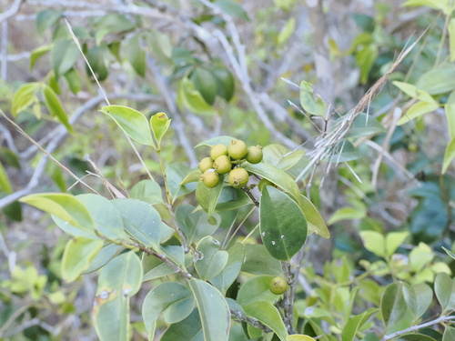 Image of Poor-Flower Tree (Memecylon pauciflorum) by (c) Lucas Christofides, some rights reserved (CC BY)