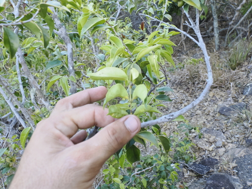 Image of Poor-Flower Tree (Memecylon pauciflorum) by (c) Lucas Christofides, some rights reserved (CC BY)