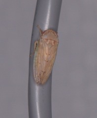 Polana quadrinotata
