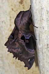 Morwennius decoratus