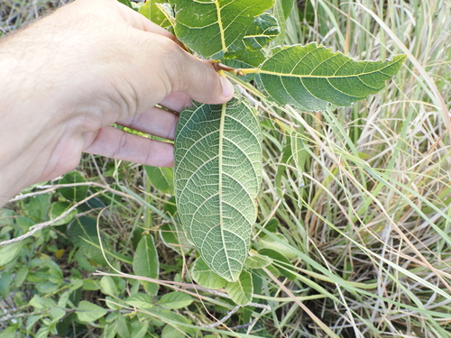 Image of Ficus opposita by (c) Lucas Christofides, some rights reserved (CC BY)