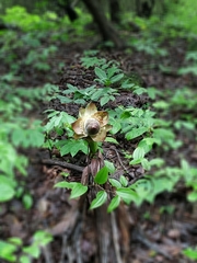 Ensete superbum