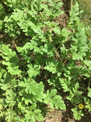 Alternaria cucumerina