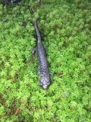 Pseudoeurycea leprosa