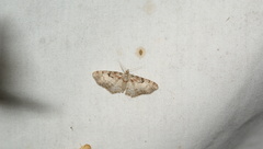 Eupithecia mutata