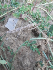 Bolivaria brachyptera