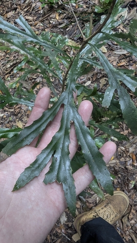 Image of Orites excelsus by (c) Alesha Teitzel, some rights reserved (CC BY)