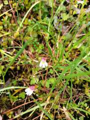 Euphrasia transmorrisonensis