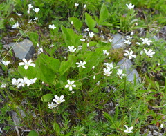 Eremogone capillaris