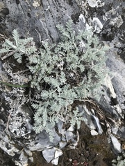 Artemisia vallesiaca