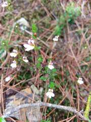 Euphrasia transmorrisonensis