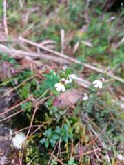 Euphrasia transmorrisonensis