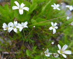 Eremogone capillaris