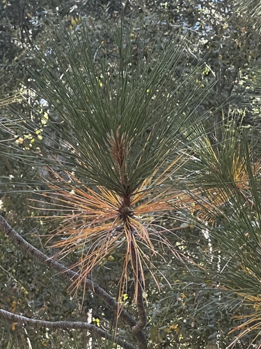 iNaturalist observation photo of Coulter pine