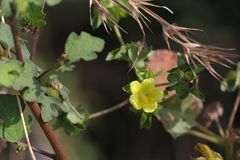 Malachra capitata, photograph (c) Dinesh Valke, some rights reserved (CC BY-SA)