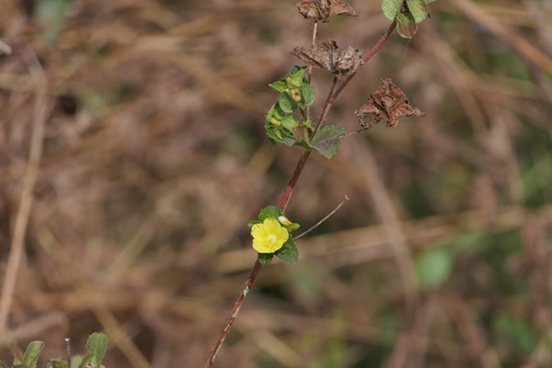 Malachra capitata, photograph 5