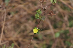Malachra capitata, photograph (c) Dinesh Valke, some rights reserved (CC BY-SA)