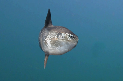 Common Mola, St Ouens Bay, photo 10 of 10
