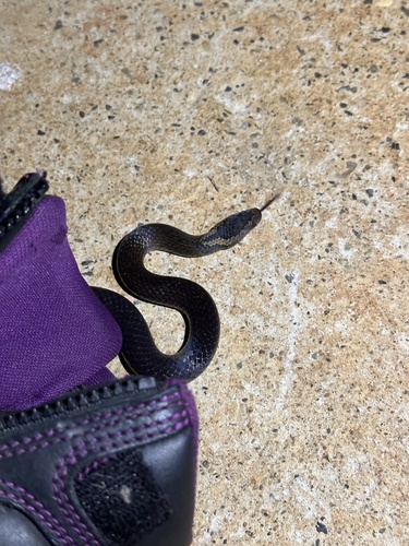 Golden-crowned Snake sighting