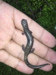 Pseudoeurycea leprosa