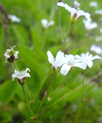 Eremogone capillaris
