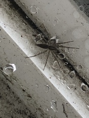 Agelenopsis