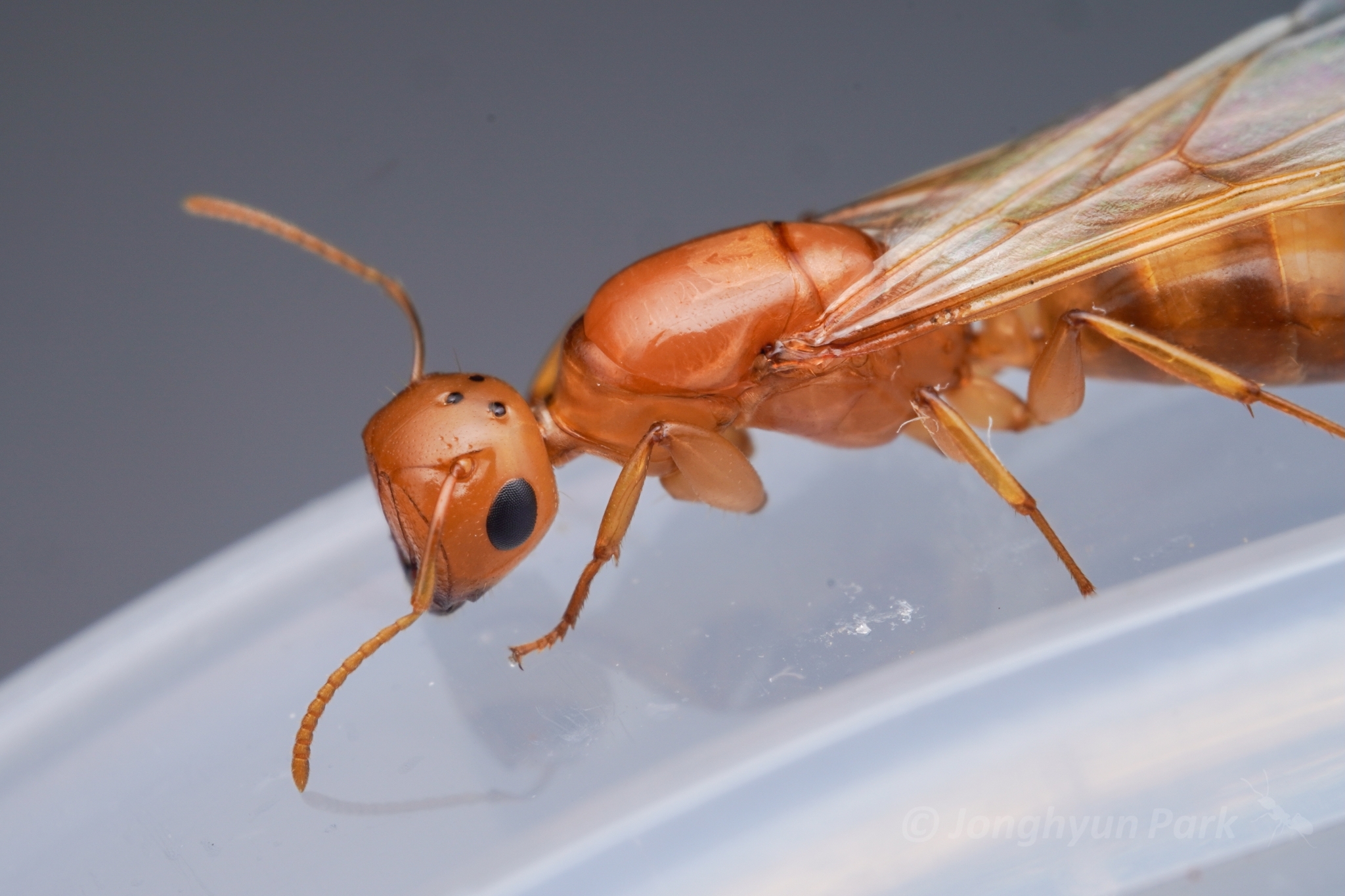 Colobopsis brachycephala