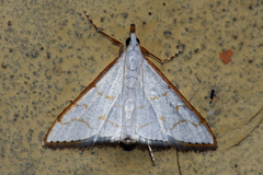 Ramila
