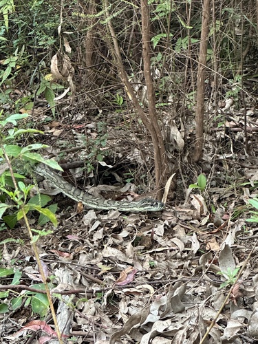 Coastal Carpet Python sighting
