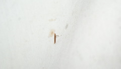 Caloptilia invariabilis