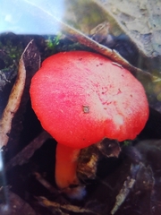 Pseudohygrocybe