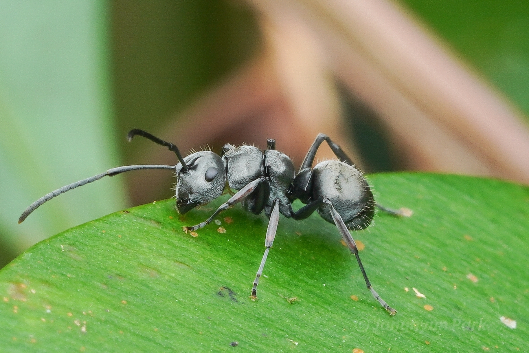 Polyrhachis bugnioni
