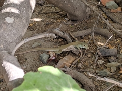 Ameiva bifrontata