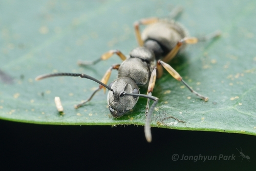 Polyrhachis bugnioniPolyrhachis bugnioni