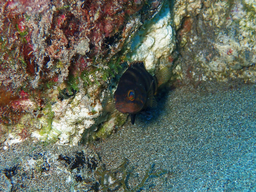 Brown comber (Serranus hepatus) — Serranidae — 4