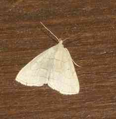 Zanclognatha pedipilalis