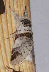 Furcula scolopendrina