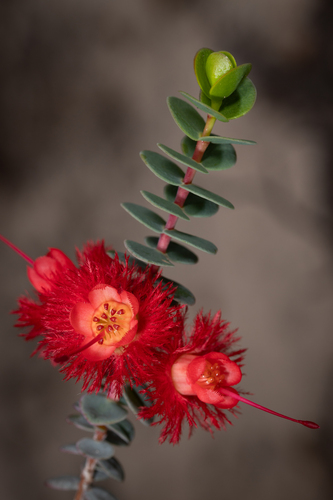 Verticordia grandis Drumm.