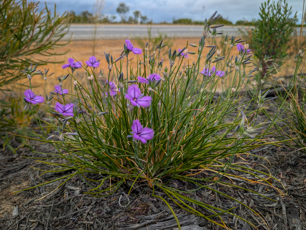 Thysanotus teretifolius