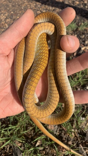 Common Tree Snake sighting