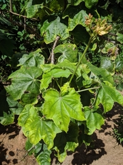 Jatropha mollissima