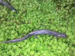 Pseudoeurycea leprosa