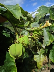 Jatropha mollissima